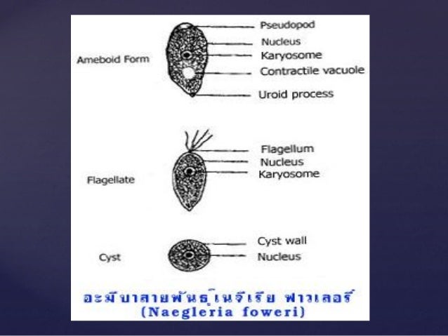 Protozoan Parasites
