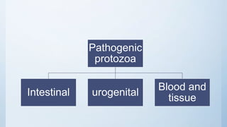 Protozoans | PPTX