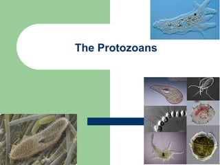 1
The Protozoans
 
