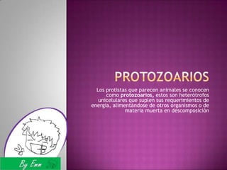 Protozoarios Los protistas que parecen animales se conocen como protozoarios, estos son heterótrofos unicelulares que suplen sus requerimientos de energía, alimentándose de otros organismos o de materia muerta en descomposición 