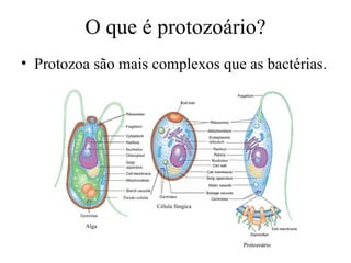 O que é protozoário? Protozoa são mais complexos que as bactérias. Célula fúngica Alga Protozoário Parede celular 