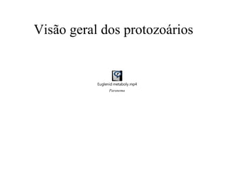 Visão geral dos protozoários Paranema 