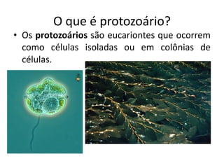 O que é protozoário? Os  protozoários  são eucariontes que ocorrem como células isoladas ou em colônias de células . 