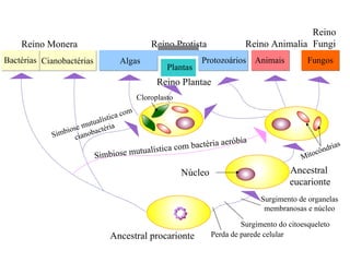 Reino Protista Ancestral procarionte Simbiose mutualística com cianobactéria Ancestral  eucarionte Cianobactérias Bactérias  Reino Monera Perda de parede celular Surgimento do citoesqueleto Surgimento de organelas membranosas e núcleo Simbiose mutualística com bactéria aeróbia Mitocôndrias Algas Plantas Reino Plantae Protozoários Animais Reino Animalia Fungos Reino Fungi Cloroplasto Núcleo 