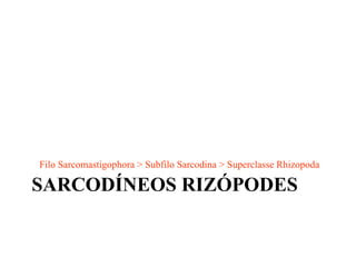 SARCODÍNEOS RIZÓPODES Filo Sarcomastigophora > Subfilo Sarcodina > Superclasse Rhizopoda 