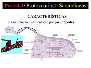 Protista >   Protozoários>  Sarcodíneos Locomoção e alimentação por  pseudópodes  CARACTERÍSTICAS 