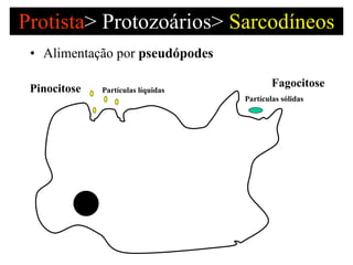 Protista >   Protozoários>  Sarcodíneos Alimentação por  pseudópodes  Pinocitose  Fagocitose Partículas líquidas Partículas sólidas 
