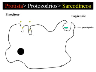Protista >   Protozoários>  Sarcodíneos Pinocitose  Fagocitose pseudópodes 