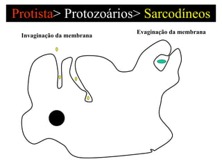 Protista >   Protozoários>  Sarcodíneos Invaginação da membrana Evaginação da membrana 