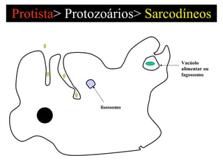 Protista >   Protozoários>  Sarcodíneos Vacúolo alimentar ou fagossomo lisossomo 