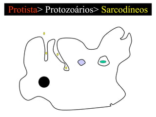 Protista >   Protozoários>  Sarcodíneos 