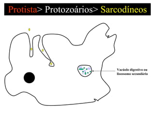 Protista >   Protozoários>  Sarcodíneos Vacúolo digestivo ou  lisossomo secundário 