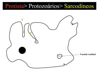 Protista >   Protozoários>  Sarcodíneos Vacúolo residual 
