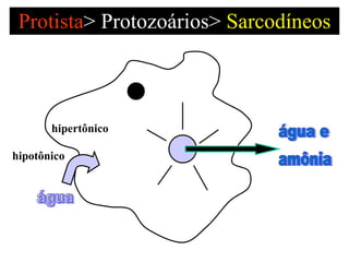 Protista >   Protozoários>  Sarcodíneos água hipotônico hipertônico água e amônia 
