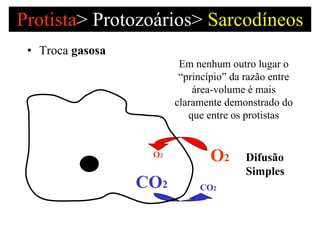Protista >   Protozoários>  Sarcodíneos Troca  gasosa  Difusão Simples O 2 CO 2 O 2 CO 2 Em nenhum outro lugar o “princípio” da razão entre área-volume é mais claramente demonstrado do que entre os protistas 