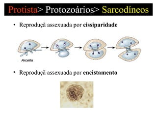 Protista >   Protozoários>  Sarcodíneos Reproduçã assexuada por  cissiparidade  Reproduçã assexuada por  encistamento  