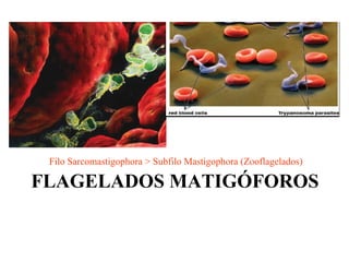FLAGELADOS MATIGÓFOROS Filo Sarcomastigophora > Subfilo Mastigophora (Zooflagelados) 