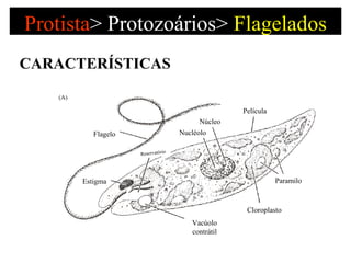 Protista >   Protozoários>  Flagelados CARACTERÍSTICAS Película Paramilo Núcleo Nucléolo Cloroplasto Vacúolo contrátil Flagelo Reservatório Estigma 