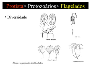 Protista >   Protozoários>  Flagelados Diversidade Alguns representantes dos flagelados.  
