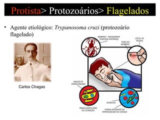 Protista >   Protozoários>  Flagelados Agente etiológico:  Trypanosoma cruzi  (protozoário flagelado) Carlos Chagas 