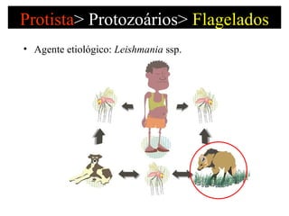 Protista >   Protozoários>  Flagelados Agente etiológico:  Leishmania  ssp. 
