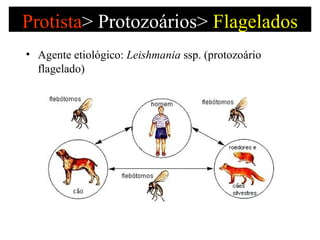Protista >   Protozoários>  Flagelados Agente etiológico:  Leishmania  ssp.   (protozoário flagelado) 