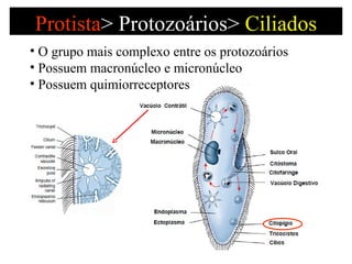 Protista >   Protozoários>  Ciliados O grupo mais complexo entre os protozoários Possuem macronúcleo e micronúcleo Possuem quimiorreceptores 