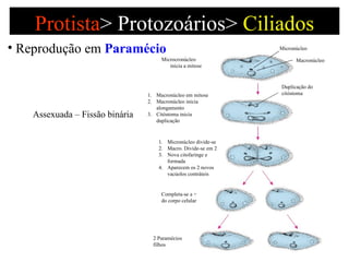 Protista >   Protozoários>  Ciliados Assexuada – Fissão binária  Reprodução em  Paramécio Duplicação do citóstoma 2 Paramécios filhos Completa-se a ÷ do corpo celular Micronúcleo divide-se Macro. Divide-se em 2 Nova citofaringe e formada Aparecem os 2 novos vacúolos contráteis Macronúcleo em mitose Macronúcleo inicia alongamento Citóstoma inicia duplicação Microcronúcleo inicia a mitose Micronúcleo Macronúcleo 