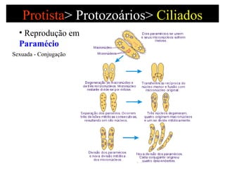 Protista >   Protozoários>  Ciliados Reprodução em  Paramécio Sexuada - Conjugação  