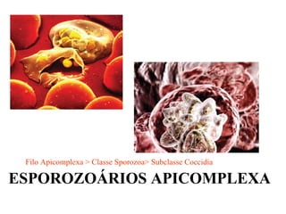 ESPOROZOÁRIOS APICOMPLEXA Filo Apicomplexa > Classe Sporozoa> Subclasse Coccidia 