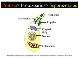 Protista >   Protozoários>  Esporozoários Diagrama de um esporozoíto apicomplexa, com base em microscopia eletrônica, ilustrando o plexo apical Anel polar Roptrias Micronemas Corpo de Golgi Núcleo Mitocôndria 