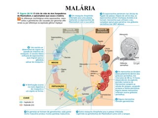 MALÁRIA 