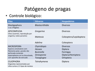 Patógeno de pragas Controle biológico: Filos Gêneros Hospedeiros Mastigophora 1 ou 2 flagelos Blastocrithidia Diversos APICOMPLEXA Cílios ausentes, reprodução por singamia, todos parasitos Gregarina Mattesia Adelina Diversos Coleoptera/Lepidoptera Coleoptera MICROSPORA Esporos unicelulares com filamento polar, parede não perfurada contendo esporoplasma uni ou binucleado, com aparelho de extrusão Chytridiopis Hessea Burenella Octosporea Toxoglugea Diversos Diptera Formigas Diptera/Hemiptera Ortoptera CILIOPHORA Organelas representadas por cílios curtos c/ 2 tipos de núcleos Tetrahymena Diptera 