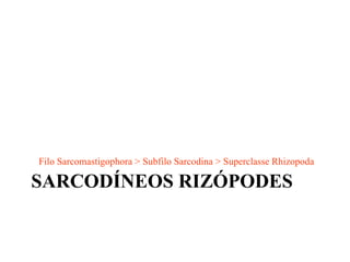 SARCODÍNEOS RIZÓPODES <ul><li>Filo Sarcomastigophora > Subfilo Sarcodina > Superclasse Rhizopoda </li></ul>
