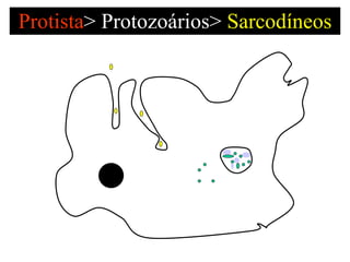 Protista >   Protozoários>  Sarcodíneos 