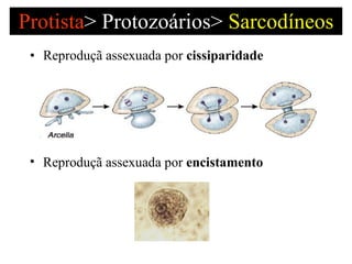 Protista >   Protozoários>  Sarcodíneos <ul><li>Reproduçã assexuada por  cissiparidade  </li></ul><ul><li>Reproduçã assexu...