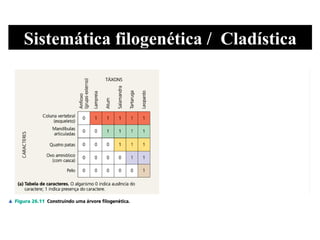 Sistemática filogenética /  Cladística 