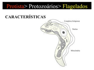 Protista >   Protozoários>  Flagelados CARACTERÍSTICAS Complexo Golgiense Núcleo Mitocôndria Kinetoplasto 