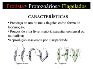 Protista >   Protozoários>  Flagelados <ul><li>Presença de um ou mais flagelos como forma de locomoção; </li></ul><ul><li>...