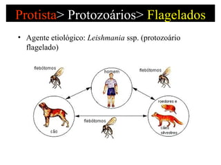 Protista >   Protozoários>  Flagelados <ul><li>Agente etiológico:  Leishmania  ssp.   (protozoário flagelado) </li></ul>