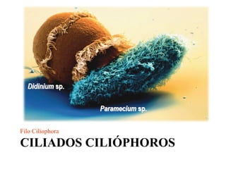 CILIADOS CILIÓPHOROS <ul><li>Filo Ciliophora </li></ul>