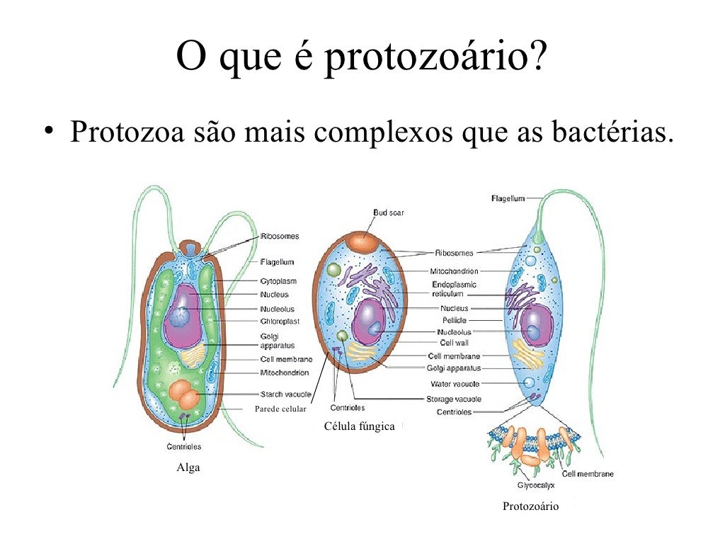 Quantas Células Tem Cada Protozoário Das Imagens