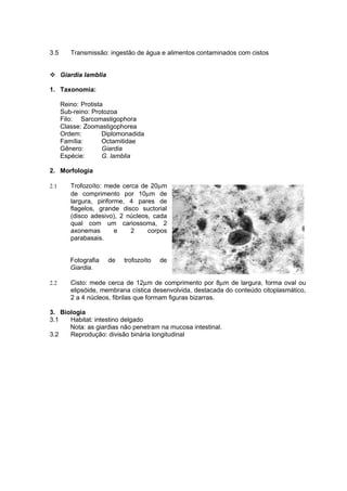 3.5      Transmissão: ingestão de água e alimentos contaminados com cistos


 Giardia lamblia

1. Taxonomia:

      Reino: Protista
      Sub-reino: Protozoa
      Filo: Sarcomastigophora
      Classe: Zoomastigophorea
      Ordem:         Diplomonadida
      Família:       Octamitidae
      Gênero:        Giardia
      Espécie:       G. lamblia

2. Morfologia

2.1      Trofozoíto: mede cerca de 20µm
         de comprimento por 10µm de
         largura, piriforme, 4 pares de
         flagelos, grande disco suctorial
         (disco adesivo), 2 núcleos, cada
         qual com um cariossoma, 2
         axonemas        e   2     corpos
         parabasais.


         Fotografia   de   trofozoíto   de
         Giardia.

2.2      Cisto: mede cerca de 12µm de comprimento por 8µm de largura, forma oval ou
         elipsóide, membrana cística desenvolvida, destacada do conteúdo citoplasmático,
         2 a 4 núcleos, fibrilas que formam figuras bizarras.

3. Biologia
3.1   Habitat: intestino delgado
      Nota: as giardias não penetram na mucosa intestinal.
3.2   Reprodução: divisão binária longitudinal
 