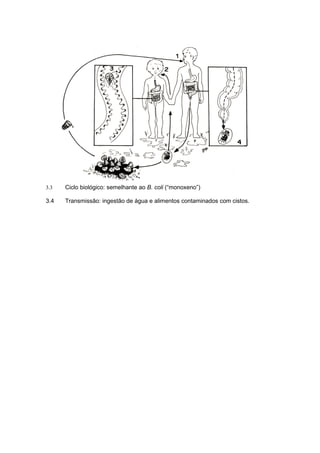 3.3   Ciclo biológico: semelhante ao B. coli (“monoxeno”)

3.4   Transmissão: ingestão de água e alimentos contaminados com cistos.
 