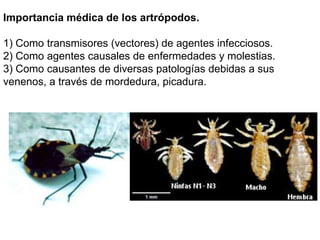 Importancia médica de los artrópodos.

1) Como transmisores (vectores) de agentes infecciosos.
2) Como agentes causales de enfermedades y molestias.
3) Como causantes de diversas patologías debidas a sus
venenos, a través de mordedura, picadura.
 
