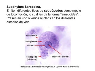 Subphylum Sarcodina.
Emiten diferentes tipos de seudópodos como medio
de locomoción, lo cual les da la forma "ameboidea".
Presentan uno o varios núcleos en los diferentes
estadios de vida.




         Trofozoíto Entamoeba histolytica S.J. Upton, Kansas Universit
 