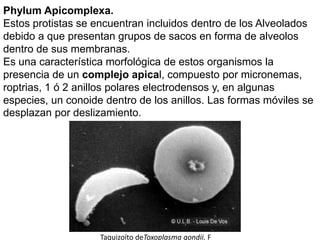 Phylum Apicomplexa.
Estos protistas se encuentran incluidos dentro de los Alveolados
debido a que presentan grupos de sacos en forma de alveolos
dentro de sus membranas.
Es una característica morfológica de estos organismos la
presencia de un complejo apical, compuesto por micronemas,
roptrias, 1 ó 2 anillos polares electrodensos y, en algunas
especies, un conoide dentro de los anillos. Las formas móviles se
desplazan por deslizamiento.




                    Taquizoíto deToxoplasma gondii. F
 