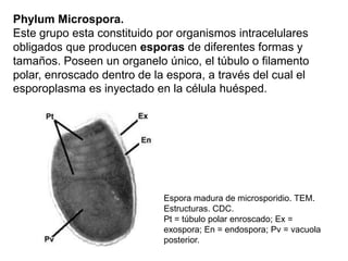 Phylum Microspora.
Este grupo esta constituido por organismos intracelulares
obligados que producen esporas de diferentes formas y
tamaños. Poseen un organelo único, el túbulo o filamento
polar, enroscado dentro de la espora, a través del cual el
esporoplasma es inyectado en la célula huésped.




                             Espora madura de microsporidio. TEM.
                             Estructuras. CDC.
                             Pt = túbulo polar enroscado; Ex =
                             exospora; En = endospora; Pv = vacuola
                             posterior.
 