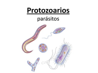 Protozoarios
  parásitos
 