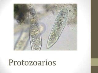 Protozoarios
 